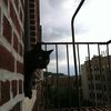 Cat Survives 12-Story Fall From Upper West Side Building